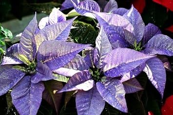 Flower Seeds, Seeds for Planting, Plant Seeds