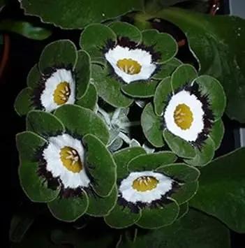 green white flower seeds