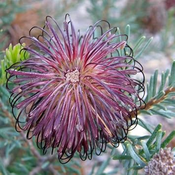 Flower Seeds, Seeds for Planting, Plant Seeds