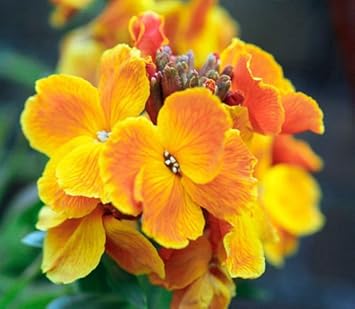 orange wallflower flower seeds