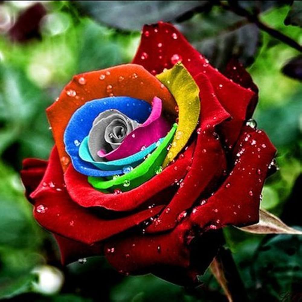 Red Multi-Colour Rose Flower Seeds for Planting 100 pcs