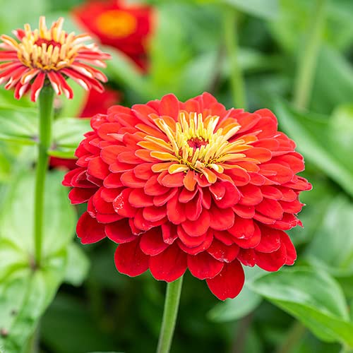 Røde Zinnia blomsterfrø til plantning 100 stk