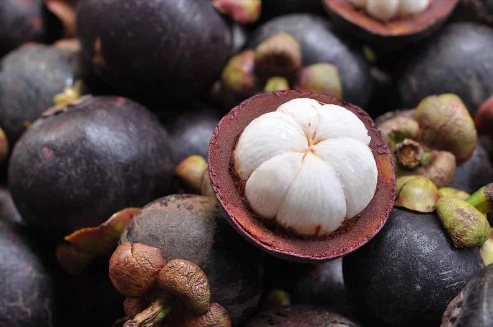 plant mangosteen seed Black Mission Fig Seeds – Heirloom Non-GMO Fruit Seeds for Garden Planting 100 pcs