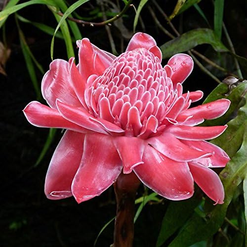 Fresh Etlingera Elatior Flower Seeds for Planting, Light Pink 100 pcs