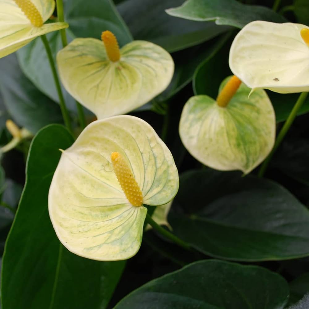 Lysegul Anthurium Linden Blomsterfrø til udplantning - 100 stk