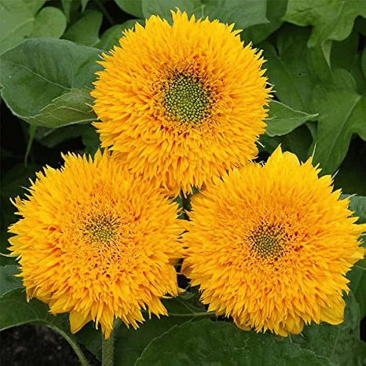 Heirloom Non-GMO Teddy Sunflower Flower Seeds for Planting – Fluffy Dwarf Garden Blooms, High Germination