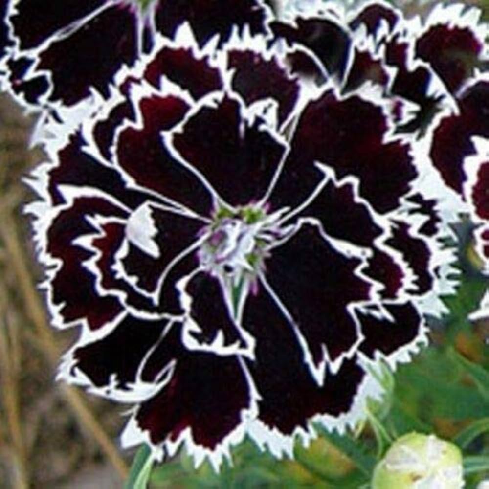 dianthus japanese flower seeds