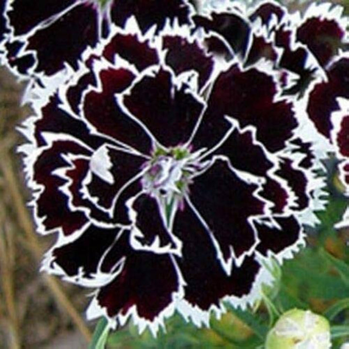 Dianthus Japanese Pinks Hardy Perennial Flowers Flower Seeds Home Garden Planting, Fragrant