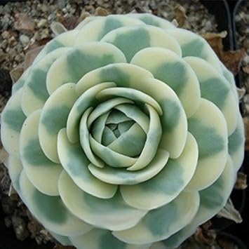 Flower Seeds, Seeds for Planting, Plant Seeds