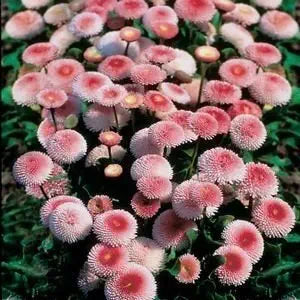 cream bellis flower seeds