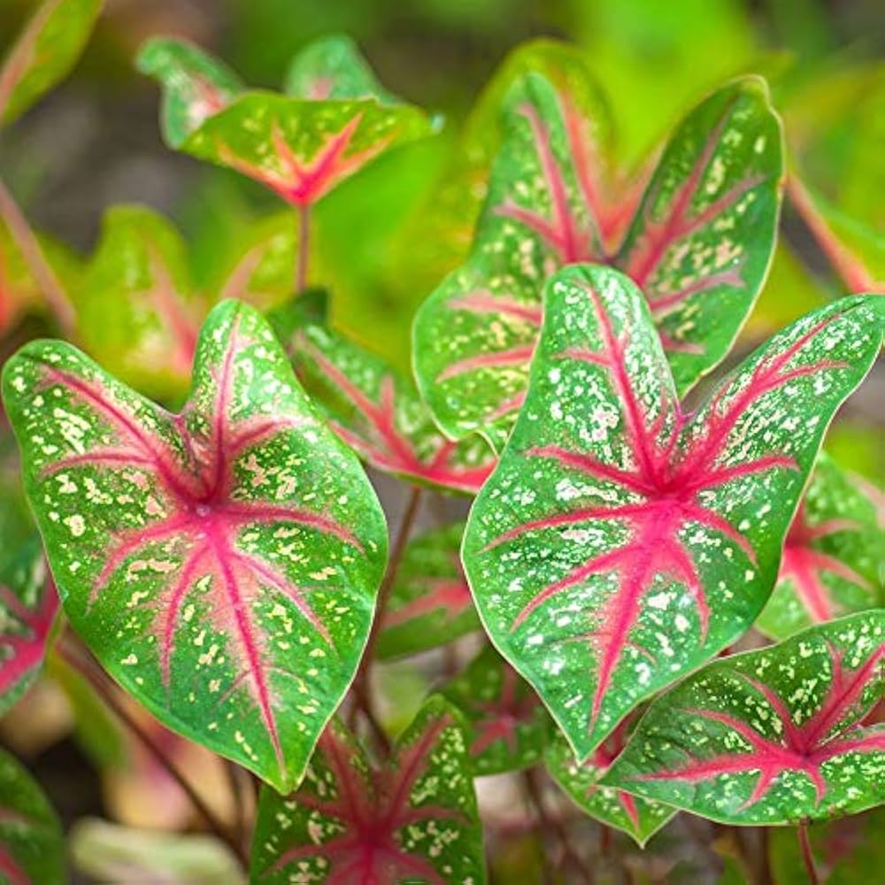 Caladium Bicolor Green Mix Flower Seeds for Planting 100 pcs