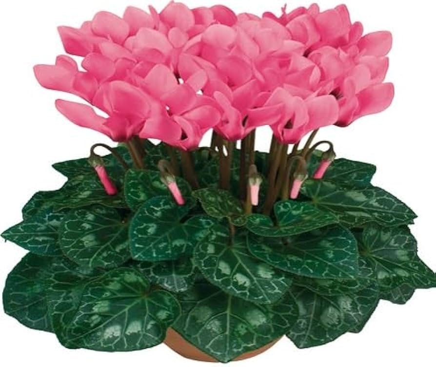 Dark Pink  Cyclamen Flower Seeds for Planting - 100 pcs