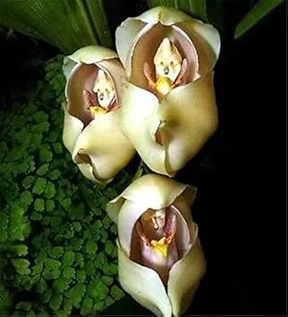 cream eggs flower seeds