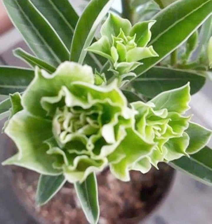 Heirloom Non-GMO Light Green Adenium Obesum Flower Seeds for Planting – Desert Rose Bonsai Seeds