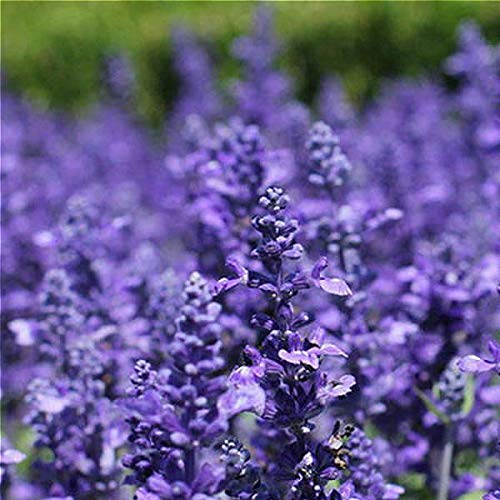 Lavender Mini Violet Flower Seeds for Planting - 100 pcs