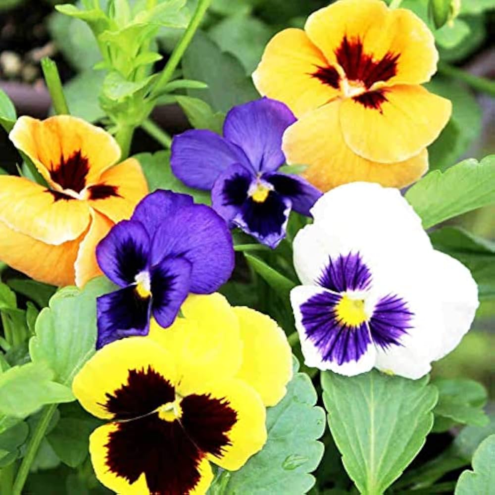 Pansy Flower Seeds for Planting - Mixed Colors 100 pcs