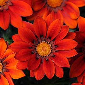 red orange flower seeds