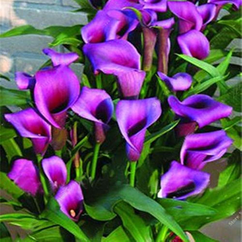 purple calla flower seeds