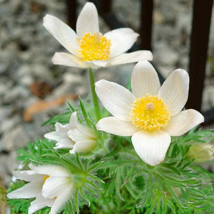 White Anemone Pulsatilla Flower Seeds for Planting – Heirloom, Non-GMO, High Germination Elegant Spring Blooms