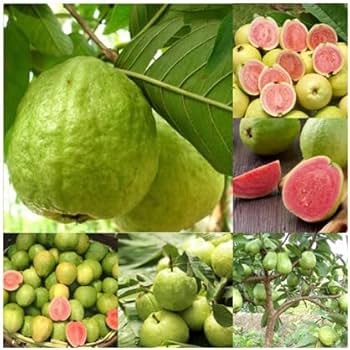 Guava frugtfrø til plantning af tropiske guavaer fulde af smag 100 stk