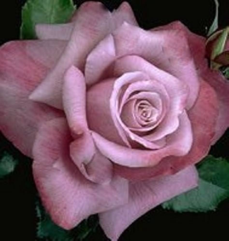 barbara streisand flower seeds