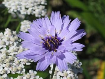 Flower Seeds, Seeds for Planting, Plant Seeds