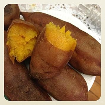 Yellow Batatas Potato Vegetable Seeds for Planting