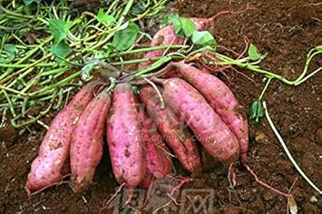 Pink Batatas Potato Seeds for Planting
