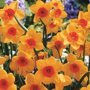 orange yellow flower seeds