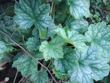Flower Seeds, Seeds for Planting, Plant Seeds