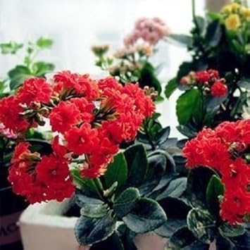 Flower Seeds, Seeds for Planting, Plant Seeds