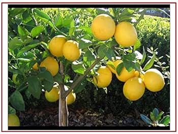 Lemon Tree Seeds for Gardening | Fragrant Citrus Fruits  100 pcs