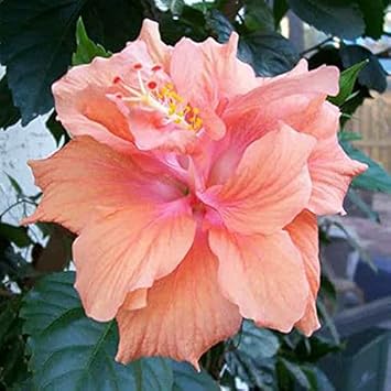 peach heirloom flower seeds