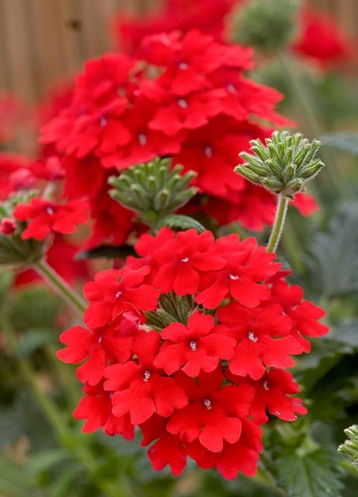 Fresh Verbena Flower Seeds for Planting, Red 100 pcs