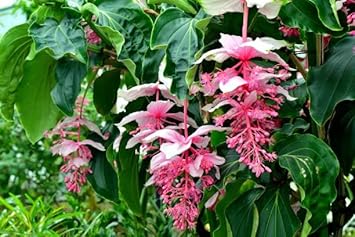 medinilla flower flower seeds