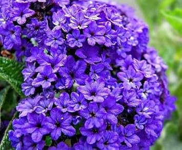blue marine flower seeds