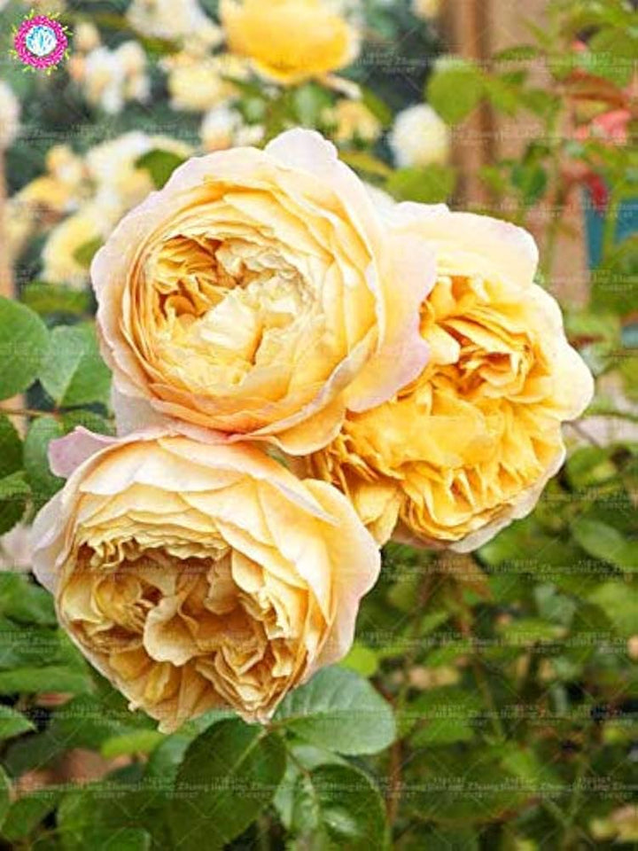 Yellow Double Petal English Rose Flower Seeds for Planting, 100 pcs