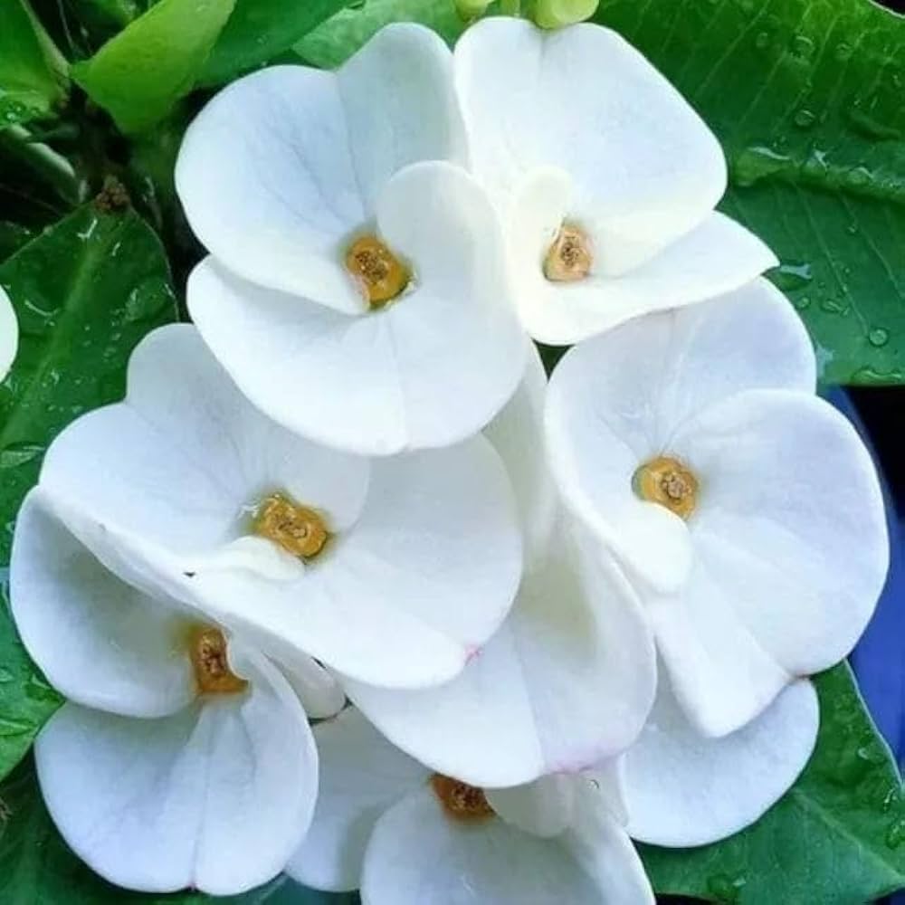 White Euphorbia Milii Flower Seeds for Planting - 100 pcs