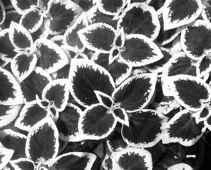 Black and White Coleus Plant Seeds for Planting – Heirloom, Non-GMO, High Germination Organic Garden Seeds
