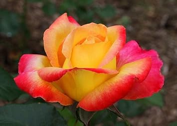 Flower Seeds, Seeds for Planting, Plant Seeds
