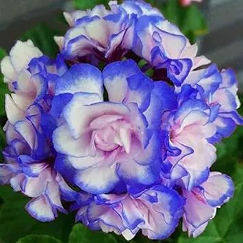 blue white flower seeds
