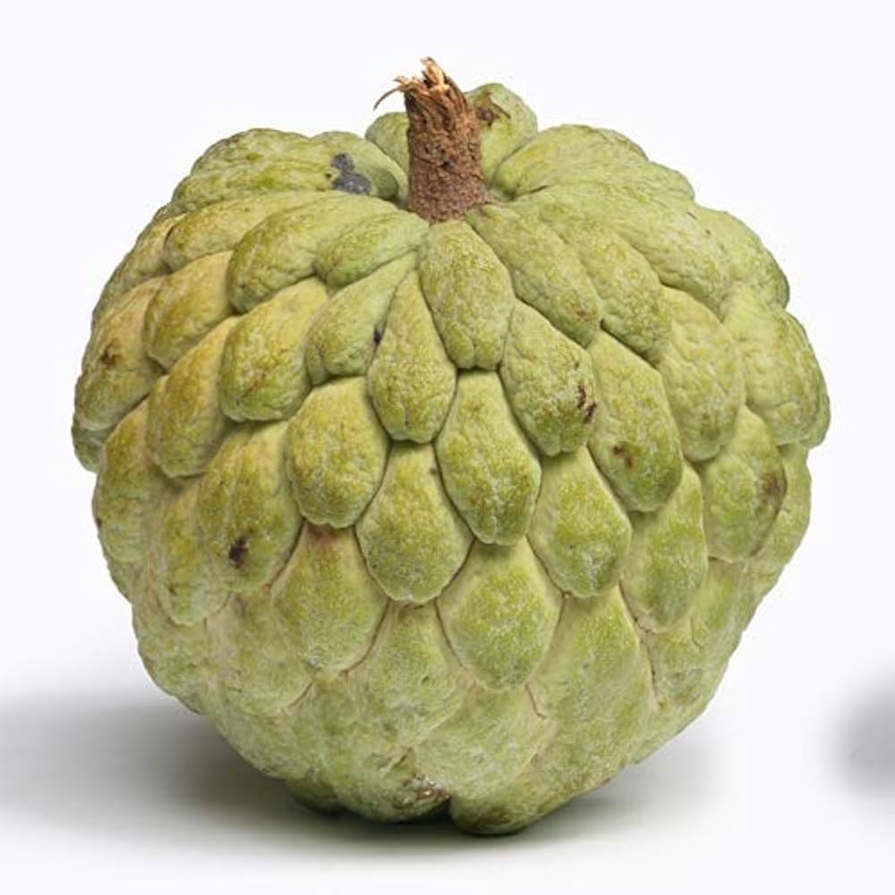 annona annona flower seeds