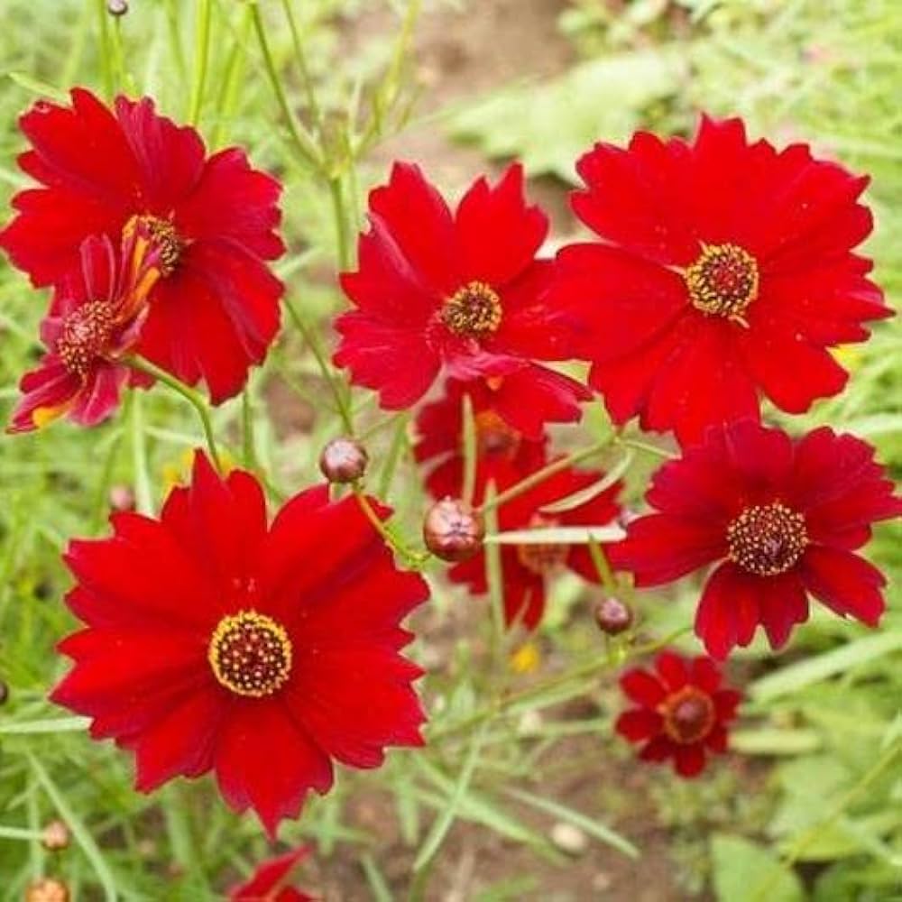 Røde Coreopsis blomsterfrø til udplantning - 100 stk