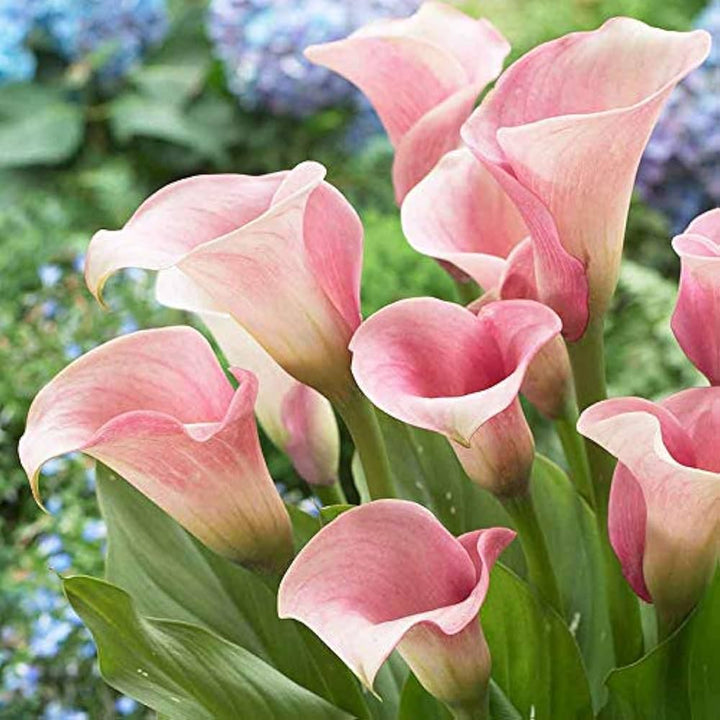 Baby Pink Calla Flower Seeds for Planting, 100 pcs