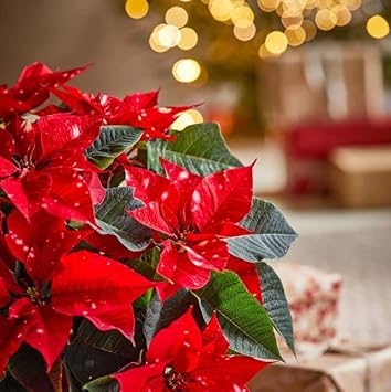 red heirloom flower seeds