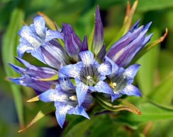 blue white flower seeds