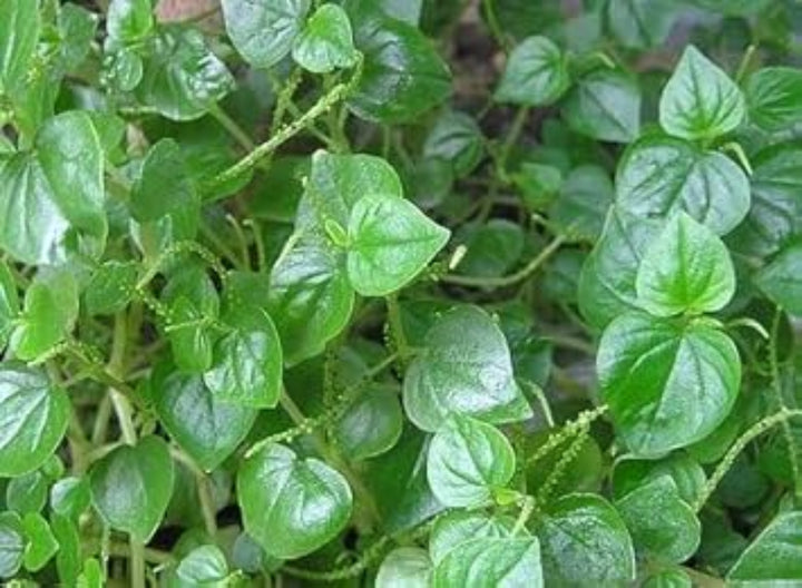 Flower Seeds, Seeds for Planting, Plant Seeds