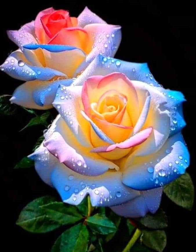 Multi-Color Rose Heirloom Non-GMO Seeds for Planting – High Germination Organic Garden Seeds for Vibrant Blooms