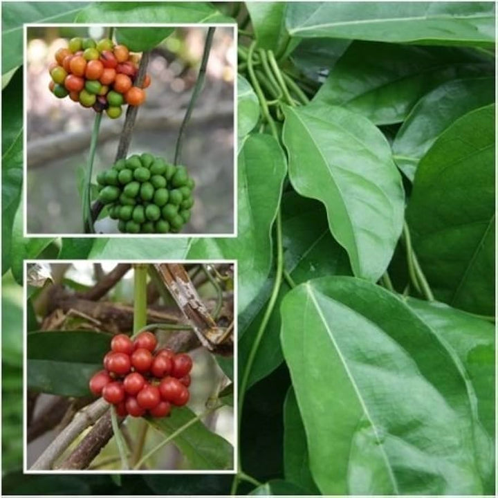 Heirloom Green Tiliacora Herb Seeds for Planting - Non-GMO, High Germination Organic Medicinal Garden Seeds