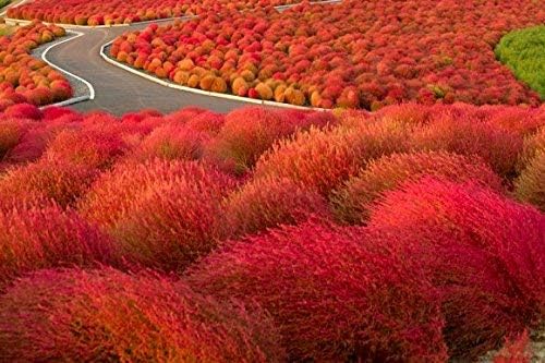 kochia scoparia flower seeds